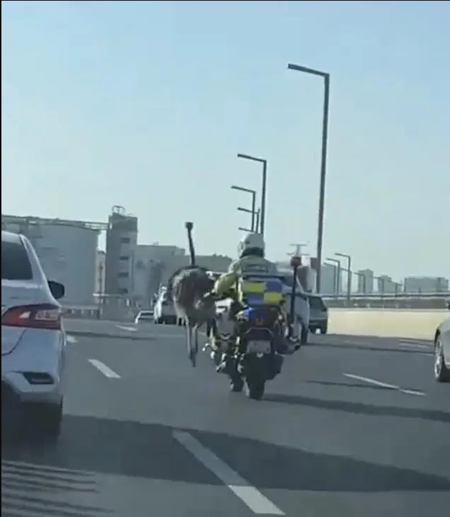 鴕鳥大鬧鄭州，科音達(dá)的產(chǎn)品能幫上什么忙？